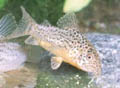 Corydoras multimaculatus